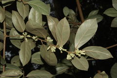 Elaeagnus kologa